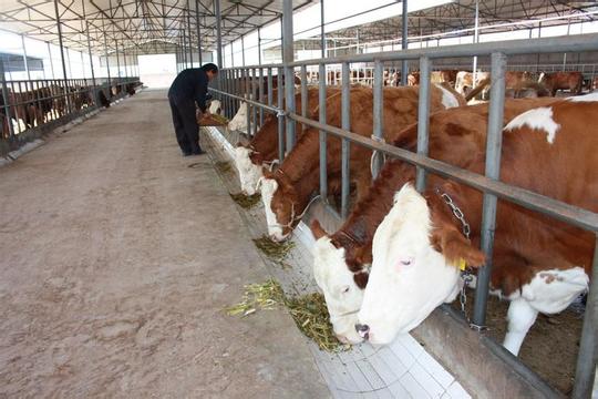 肉牛养殖技术交流,肉牛育肥技术,肉牛新品种