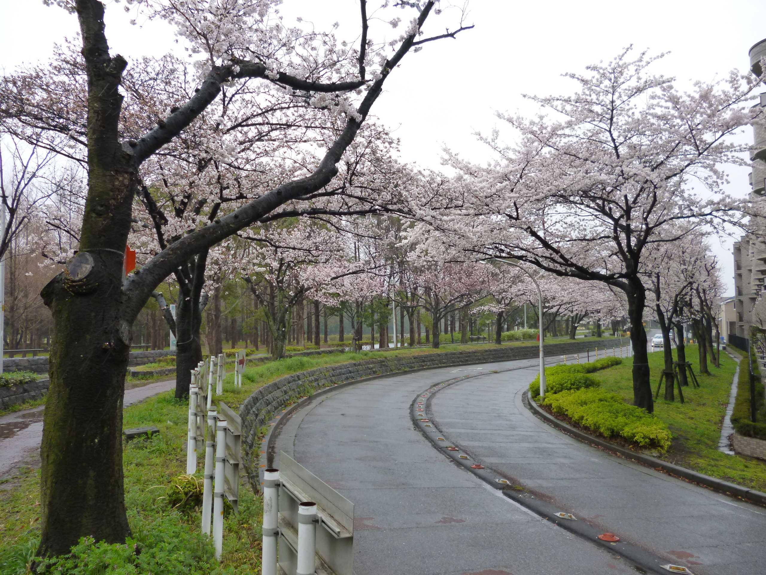 淋著雨水也值得去赏!东京水乡水元公园之樱(接