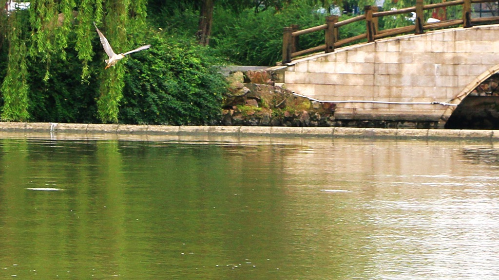 【山水池州】清溪河里的野生鱼和野生水鸟