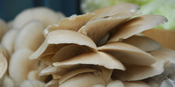 蘑菇"富含重金屬" 聽聽專家怎麼説