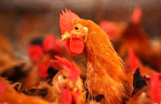 農業部：確保活禽市場防控措施落實