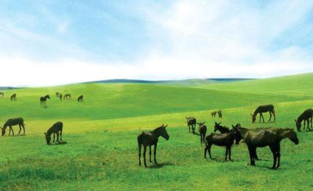 驢産業成為中國畜牧業發展新動力